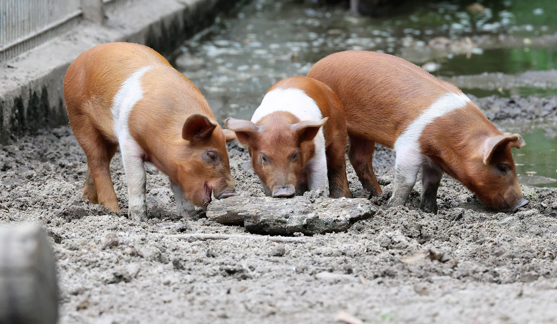 Sonntags im Wildpark