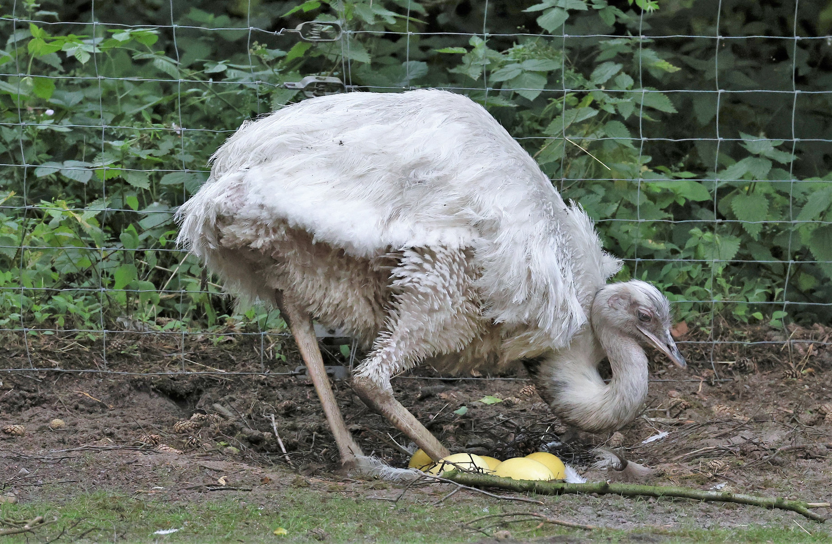 Sonntags im Wildpark