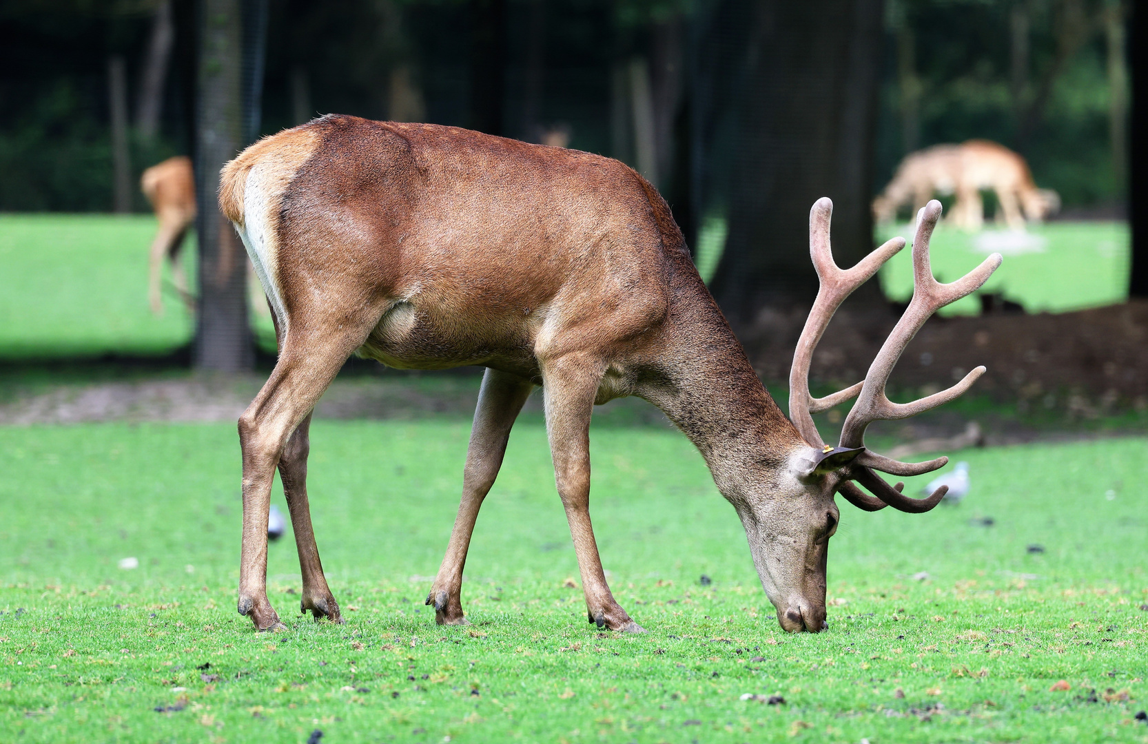 Sonntags im Wildpark