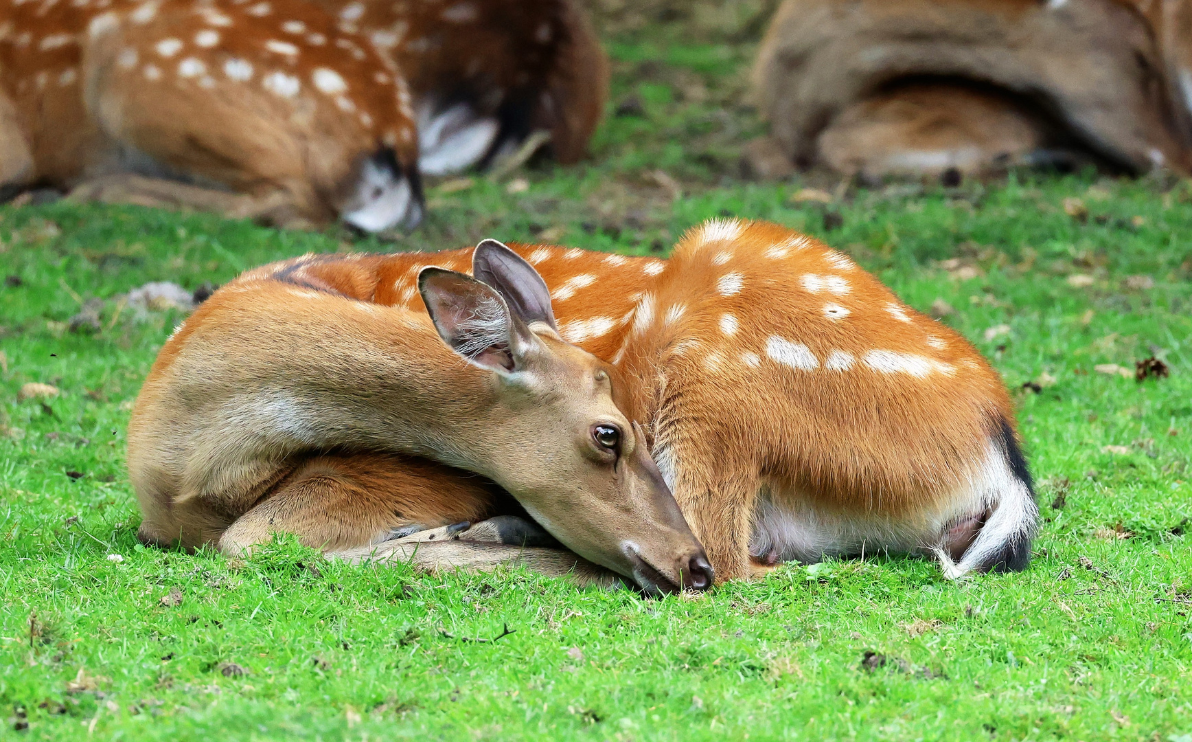 Sonntags im Wildpark