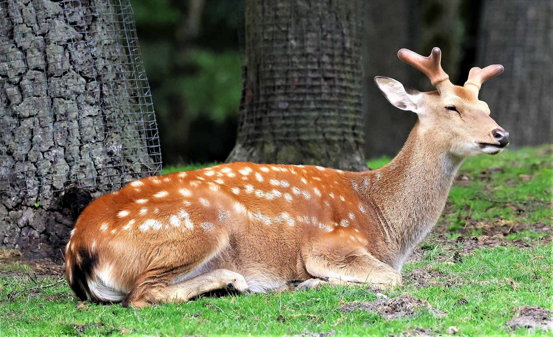 Sonntags im Wildpark