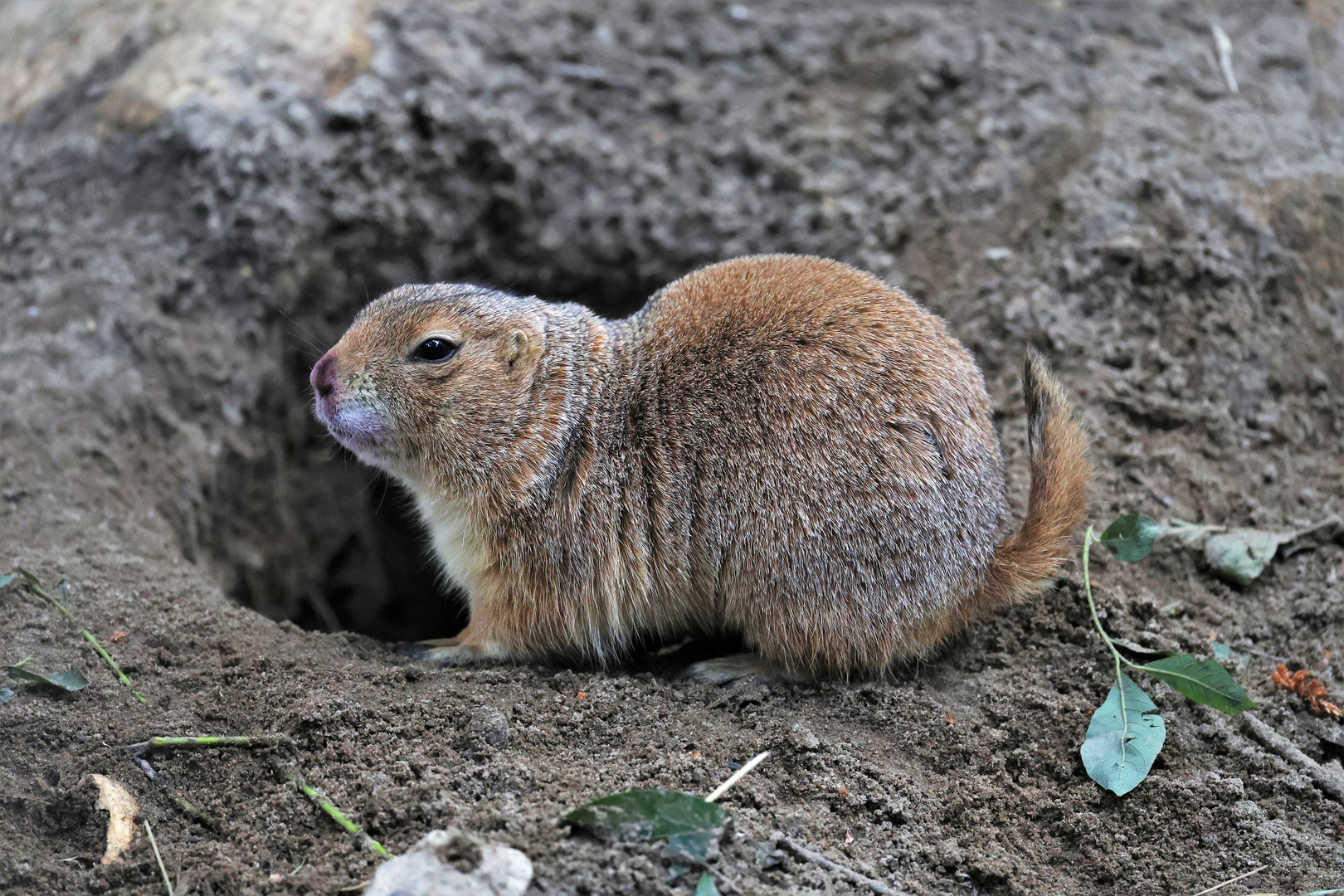 Sonntags im Wildpark