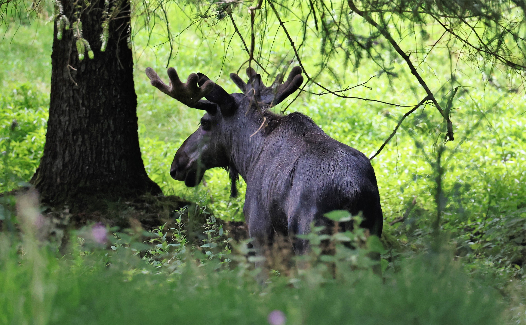 Sonntags im Wildpark