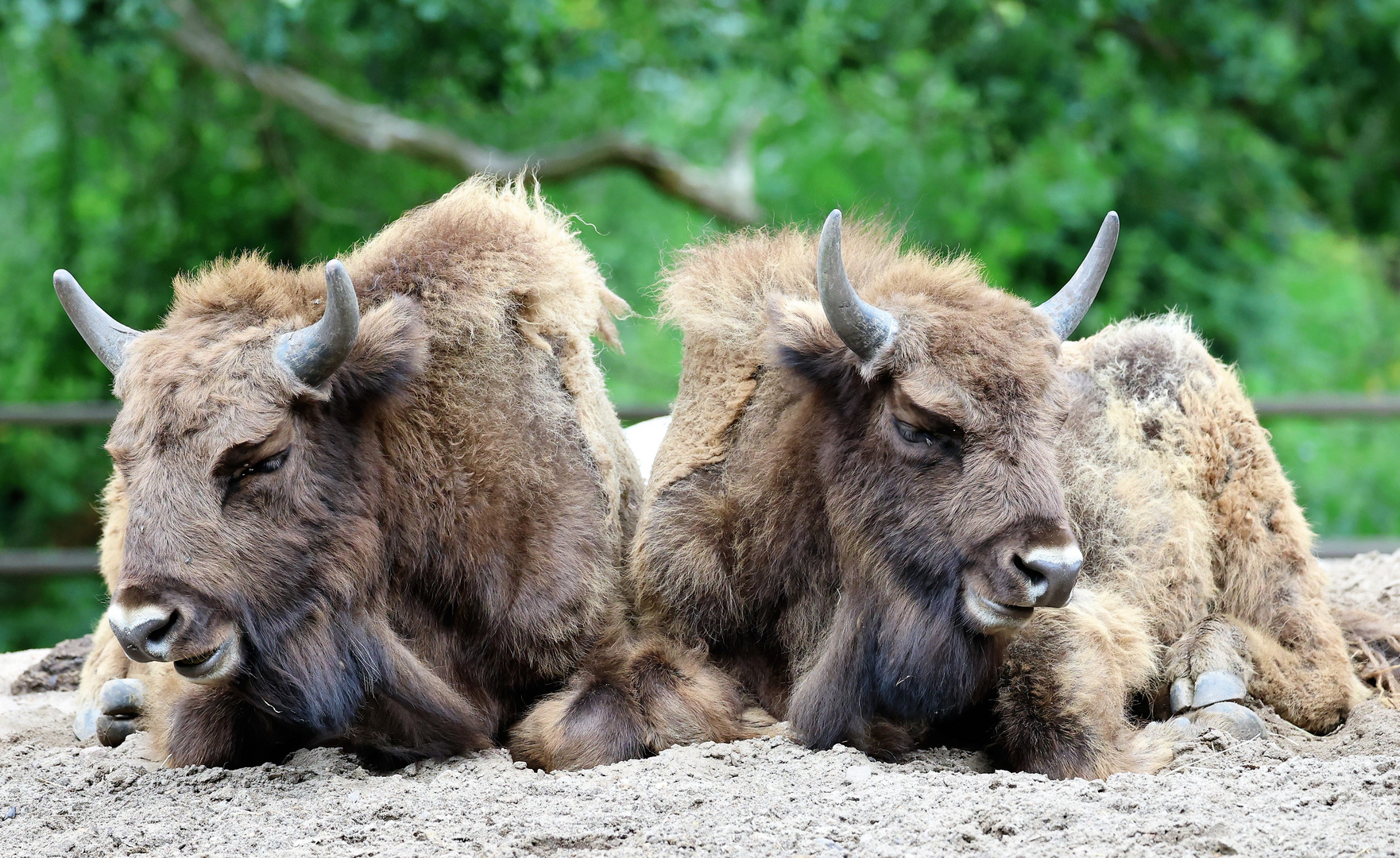 Sonntags im Wildpark