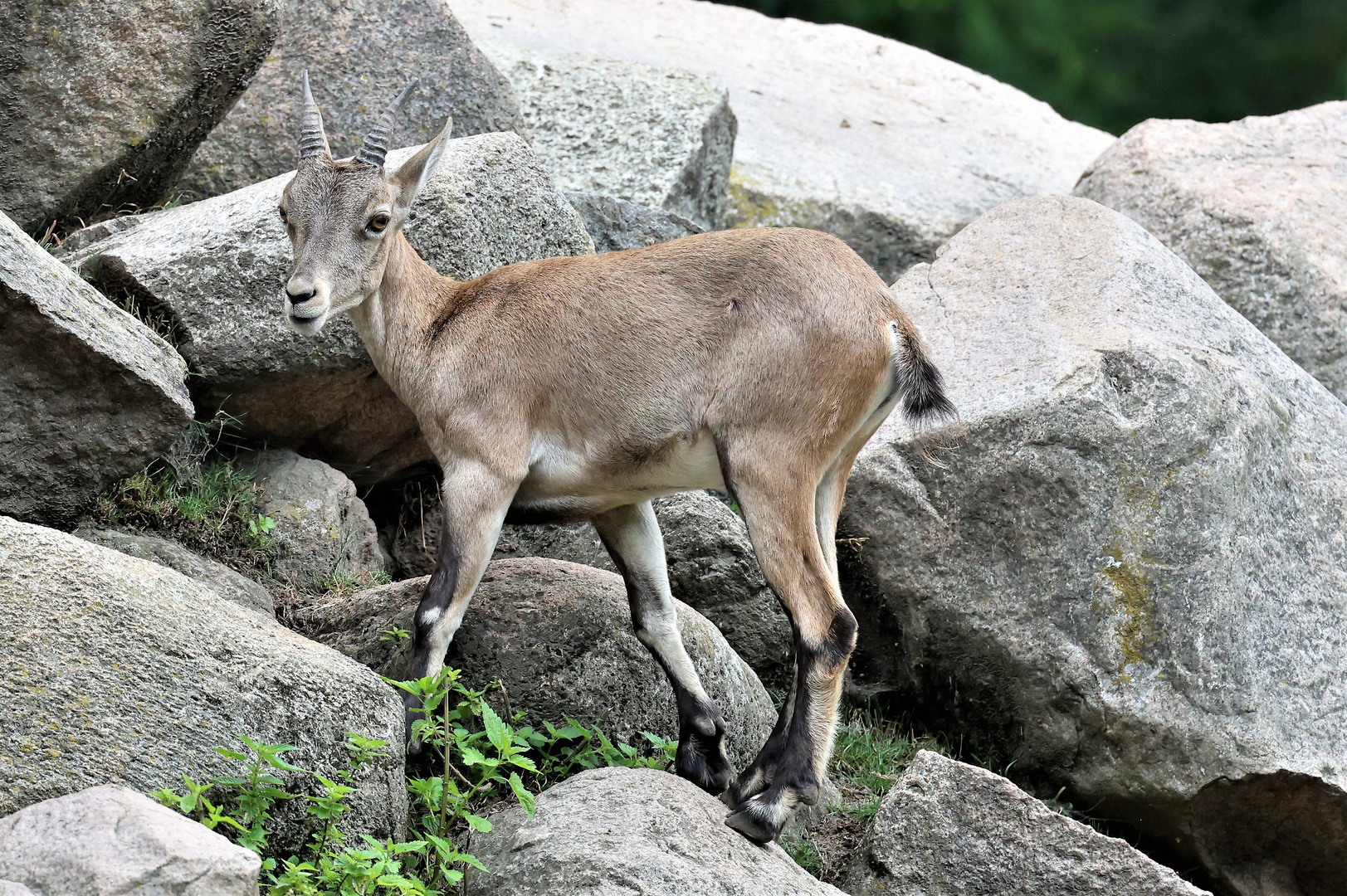 Sonntags Im Wildpark