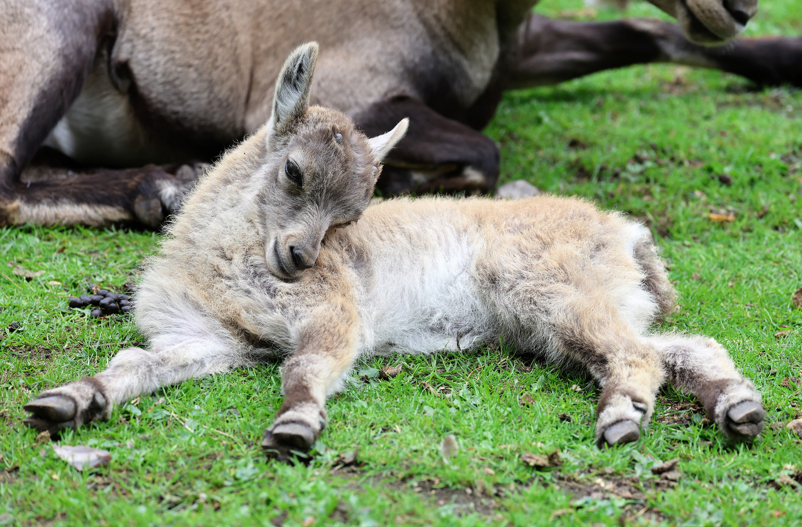 Sonntags im Wildpark