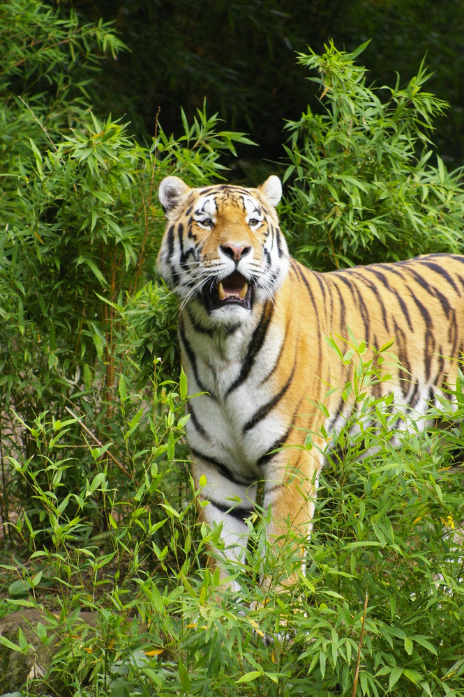 Sonntags im Zoo - Allwetterzoo Münster