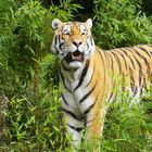 Sonntags im Zoo - Allwetterzoo Münster