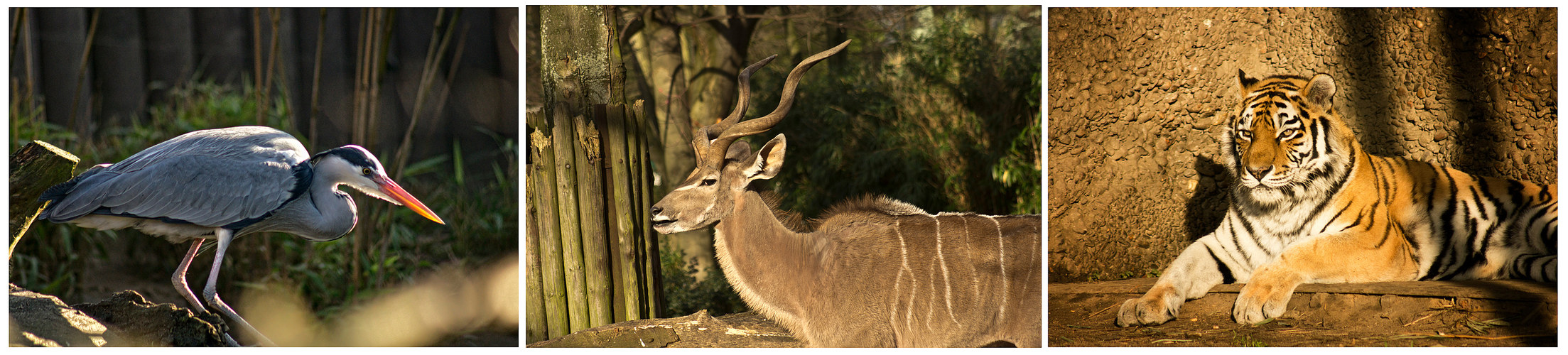 ...sonntags im Zoo ...