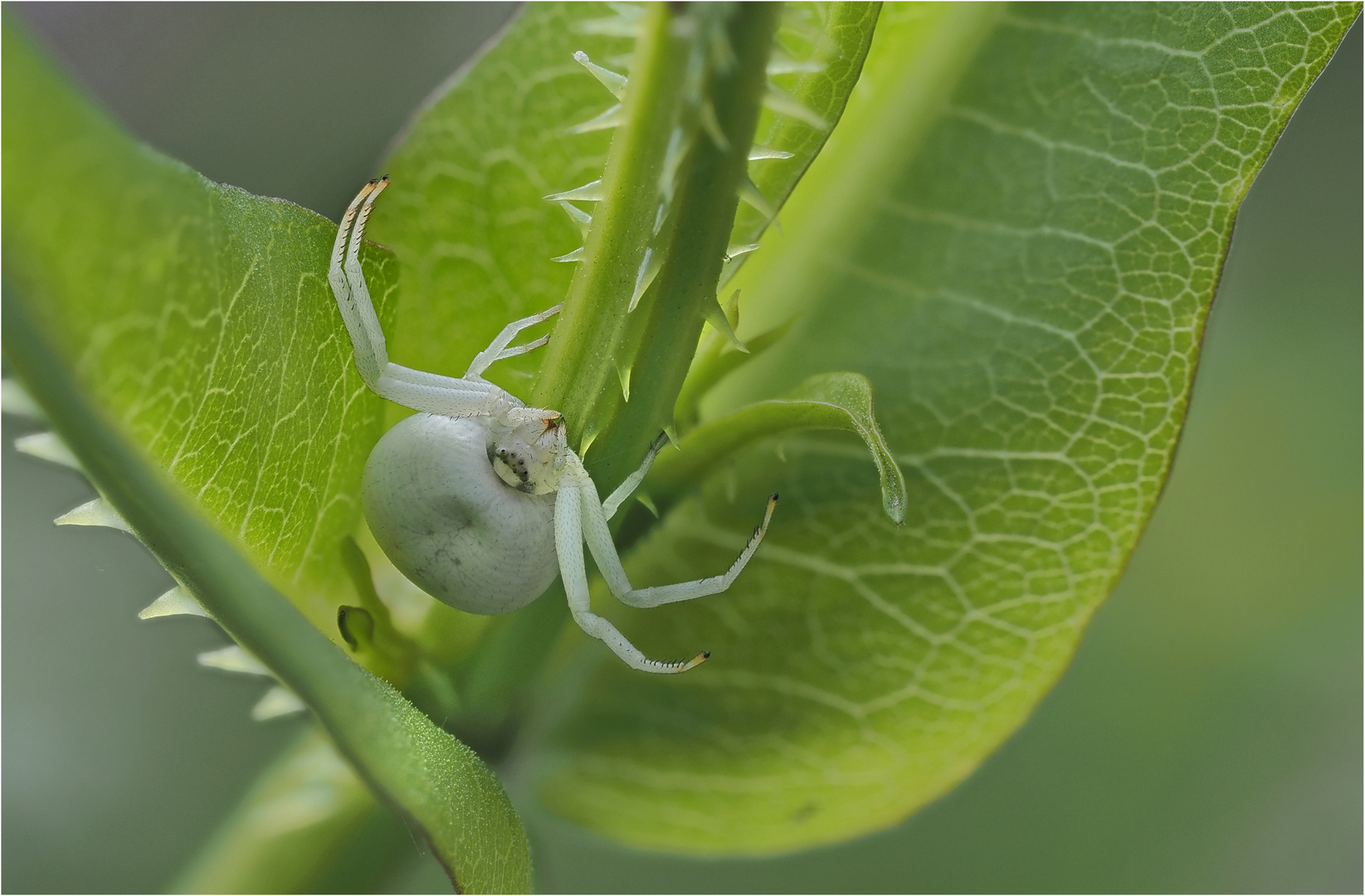 Sonntags  in der  Frühe.....Krabbenspinne