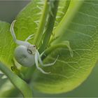 Sonntags  in der  Frühe.....Krabbenspinne