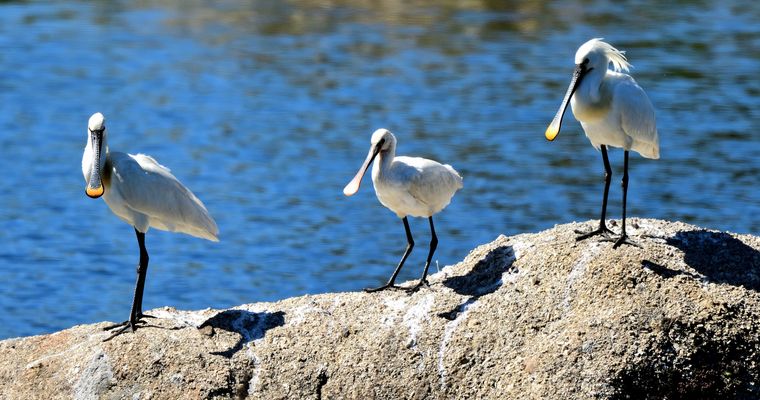 Sonntags mit Sonne, Sunday with sun, domingo con sol 