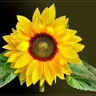 Sonntags-Sonnenblume 