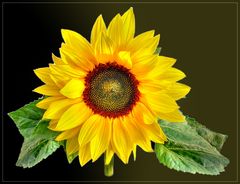 Sonntags-Sonnenblume 