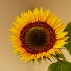Sonntags - Sonnenblume   