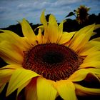Sonntags-Sonnenblume