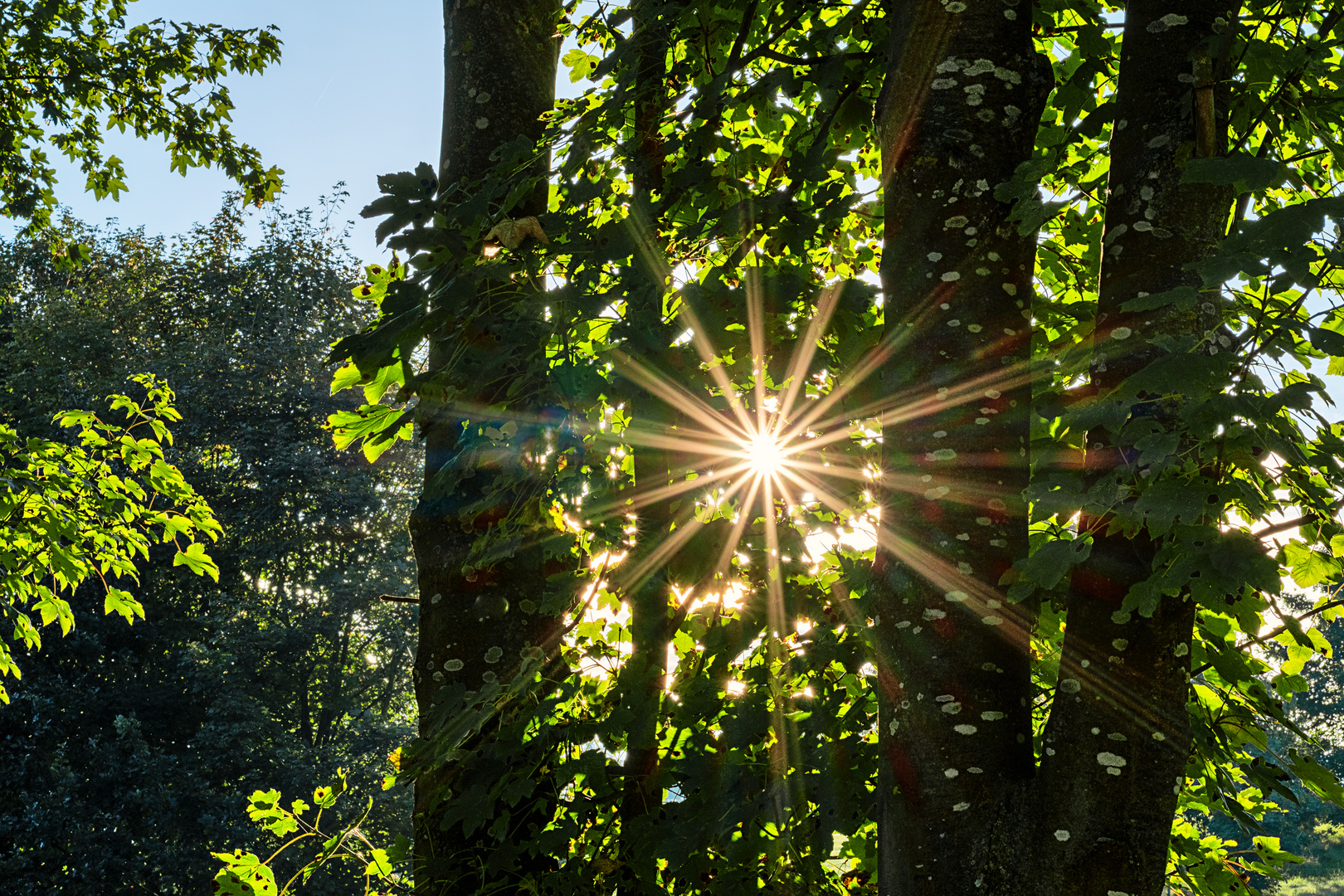 Sonntags Sonnenstern