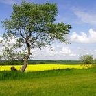 Sonntags- spaziergang in der Mecklenburger Schweiz