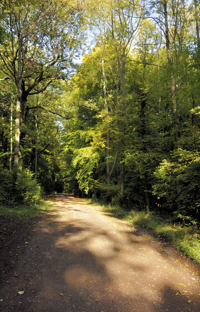 Sonntags unterwegs im Merchinger Wald