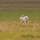 Sonntags unterwegs um Brandenburg