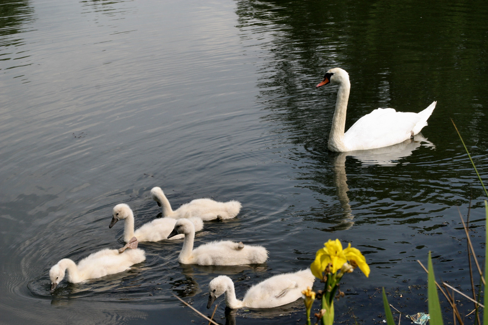 Sonntagsausflug