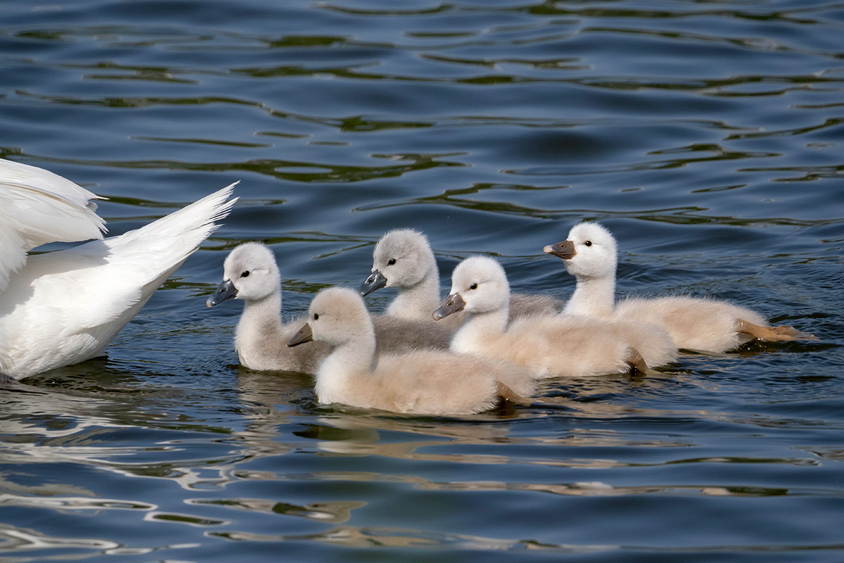 Sonntagsausflug