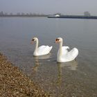 Sonntagsausflug am (im) Rhein