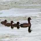 Sonntagsausflug der kleinen Reiherenten