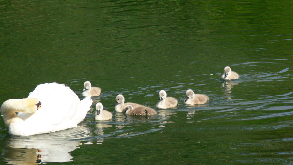 Sonntagsausflug der Schwanenfamilie