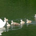 Sonntagsausflug der Schwanenfamilie