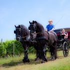 Sonntagsausflug durch die Weinberge