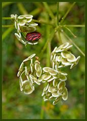 Sonntagsausflug einer Streifenwanze (Graphosoma lineatum)