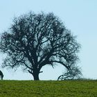 Sonntagsausflug eines Reiters im Kraichgau