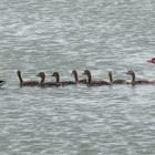 Sonntagsausflug Familie Graugans