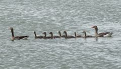 Sonntagsausflug Familie Graugans