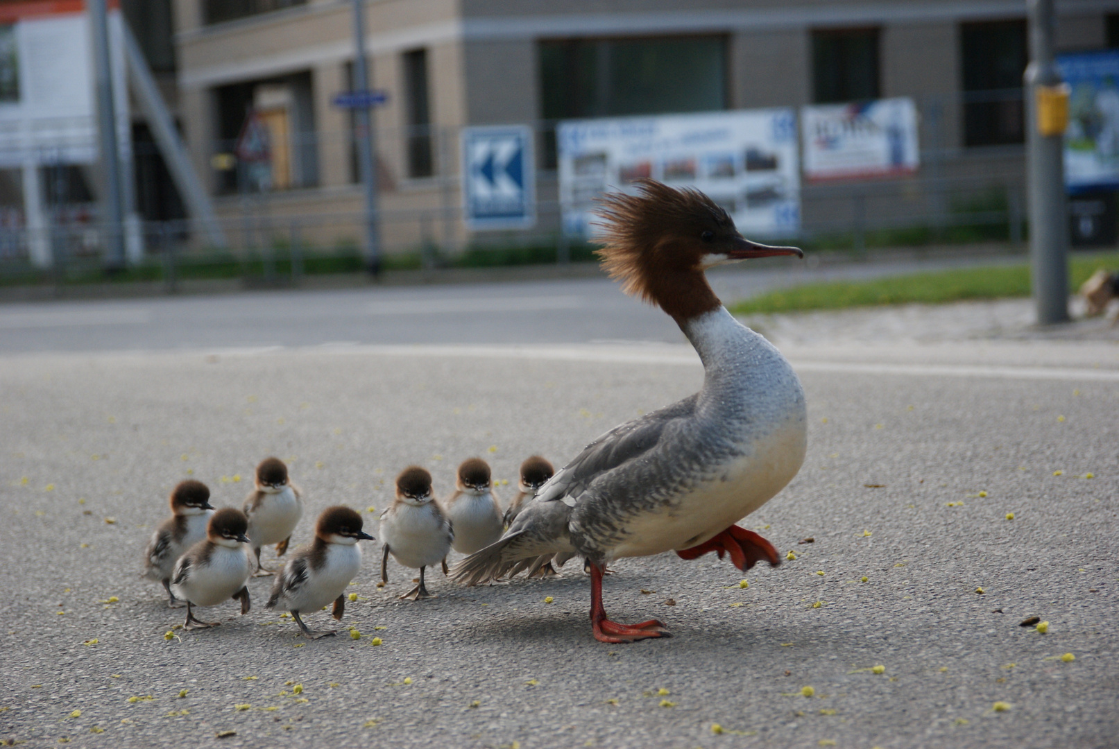 Sonntagsausflug mit neun Gänsesäger-Kindern