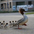 Sonntagsausflug mit neun Gänsesäger-Kindern