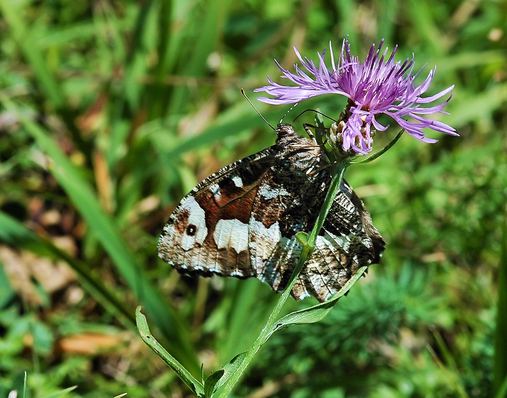 Sonntagsbegegnung, Weisser Waldportier