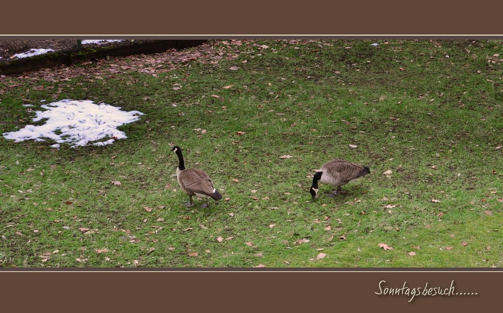 Sonntagsbesuch