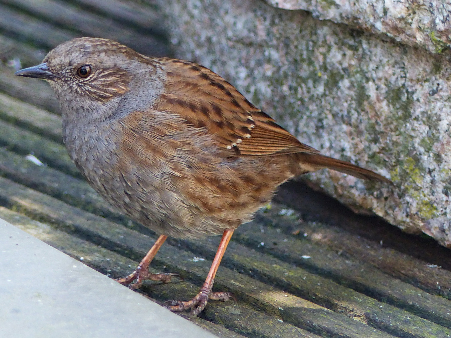 Sonntagsbesuch auf der Terrasse