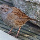 Sonntagsbesuch auf der Terrasse