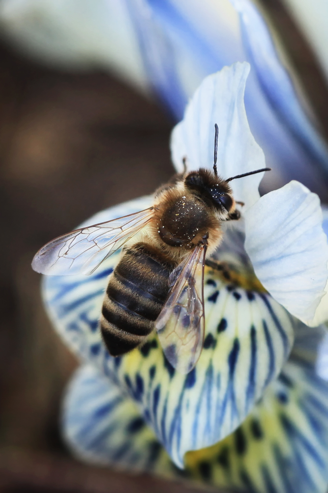 Sonntags.Bienchen