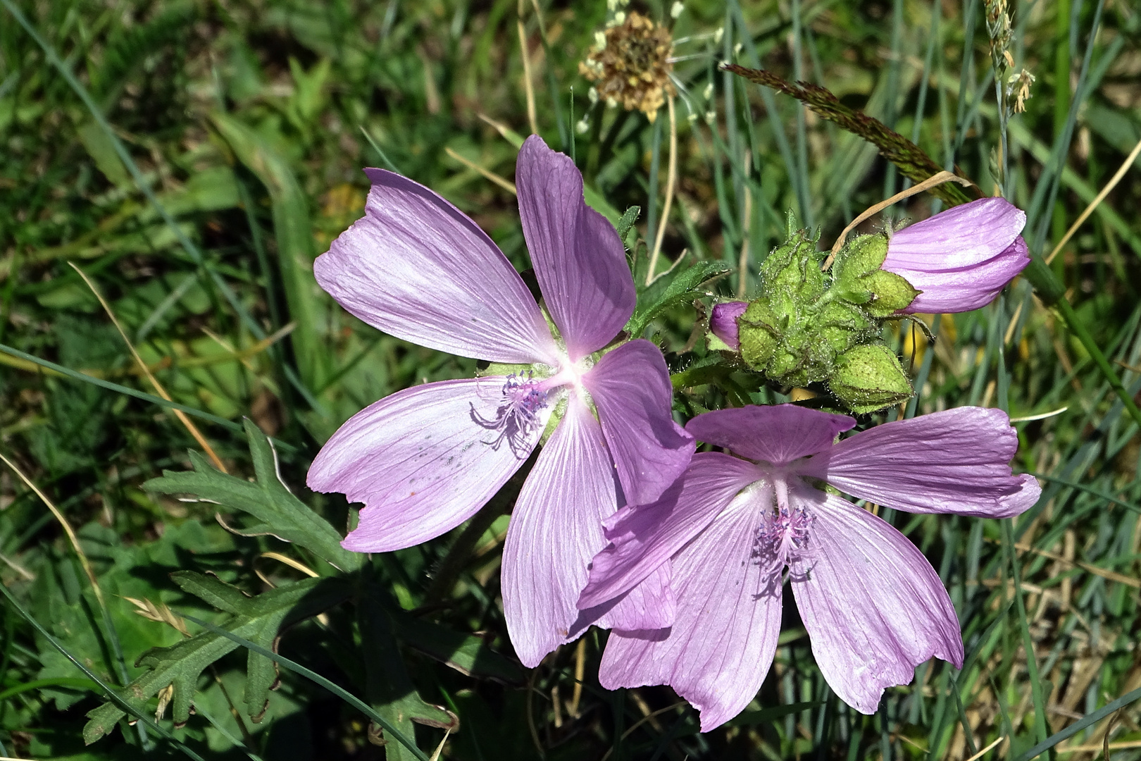 Sonntagsblümchen