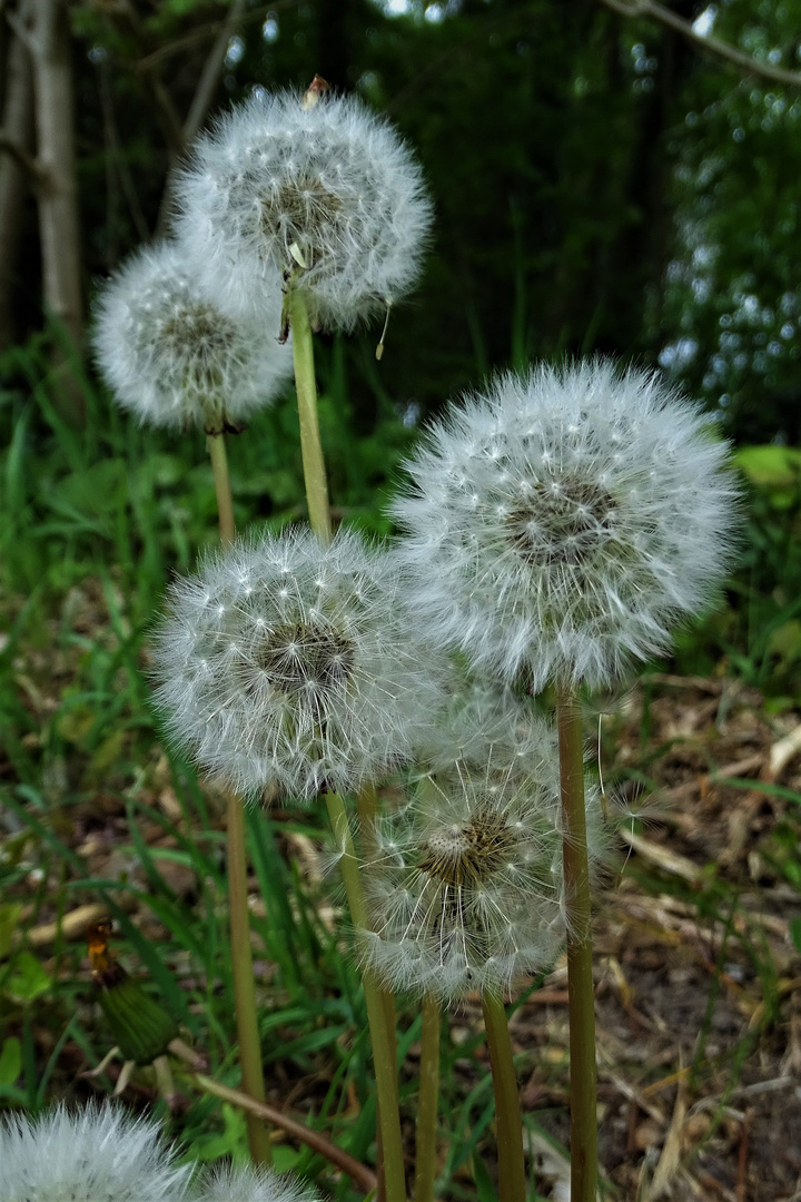 Sonntagsblümchen