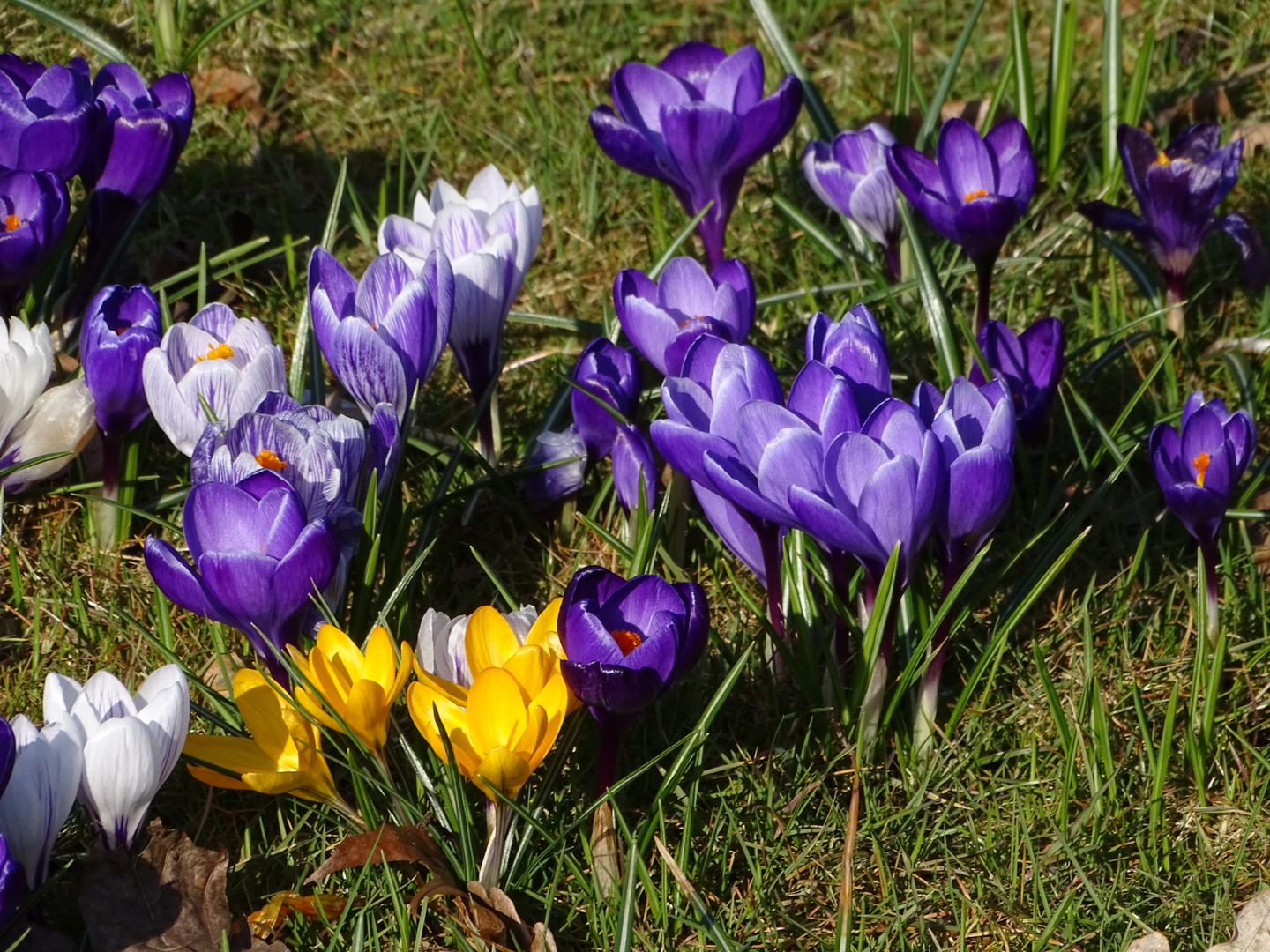 Sonntagsblümchen 