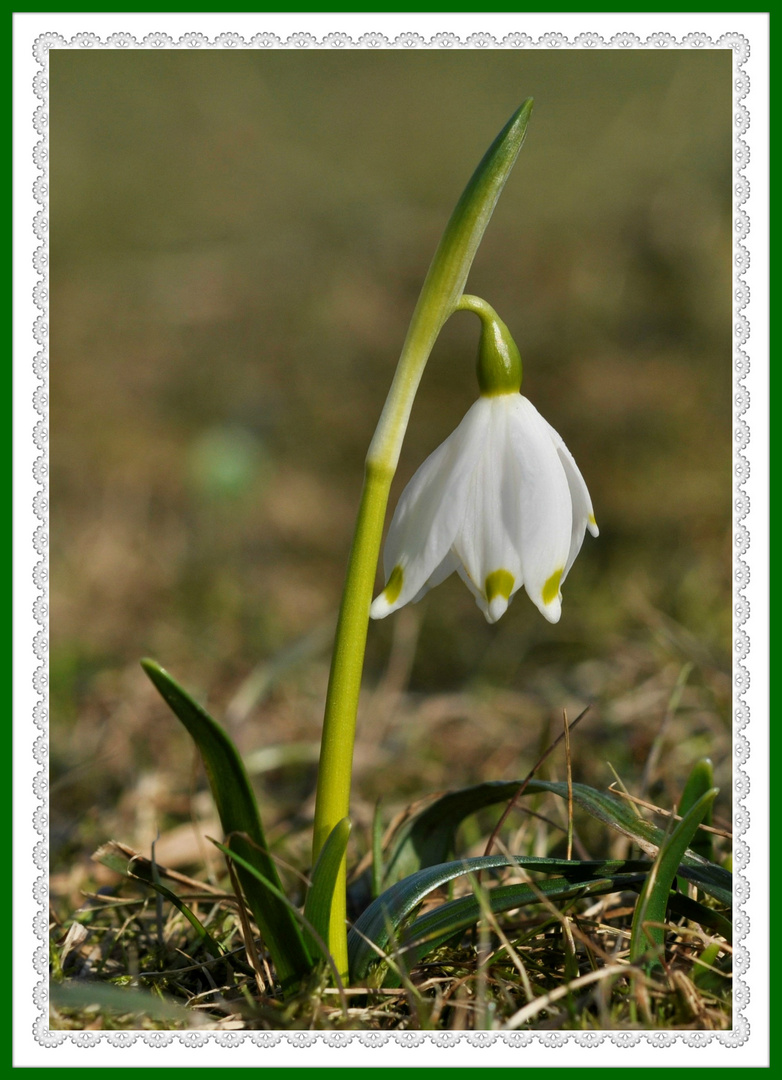 Sonntagsblümchen