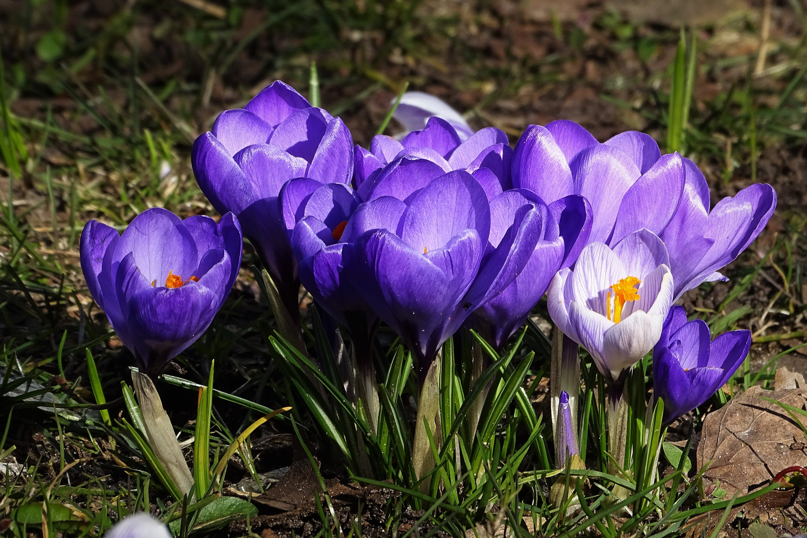 Sonntagsblümchen 