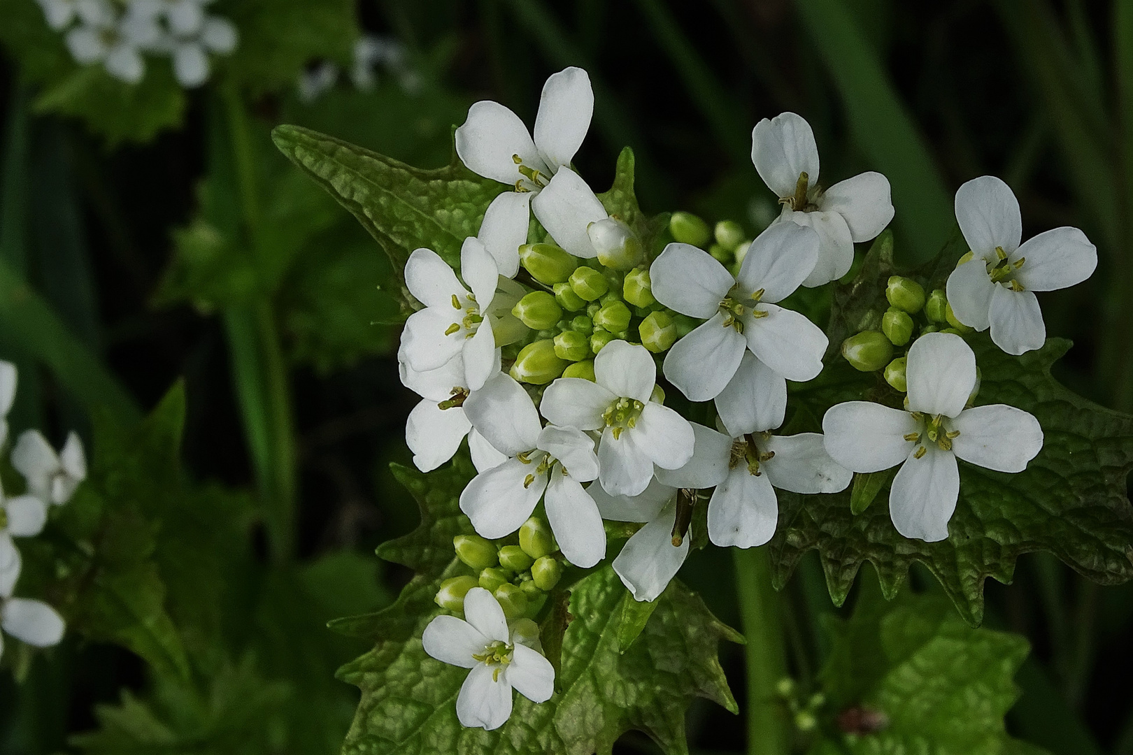 Sonntagsblümchen 