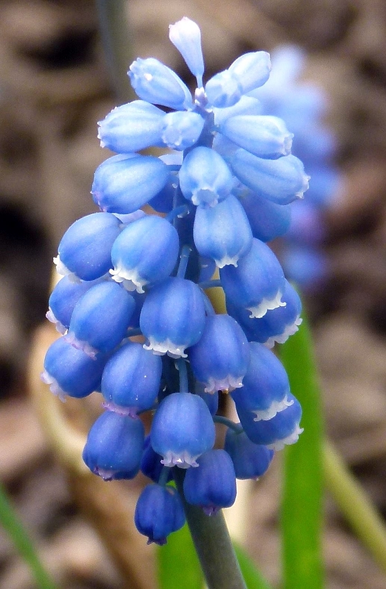 ...Sonntagsblümchen...