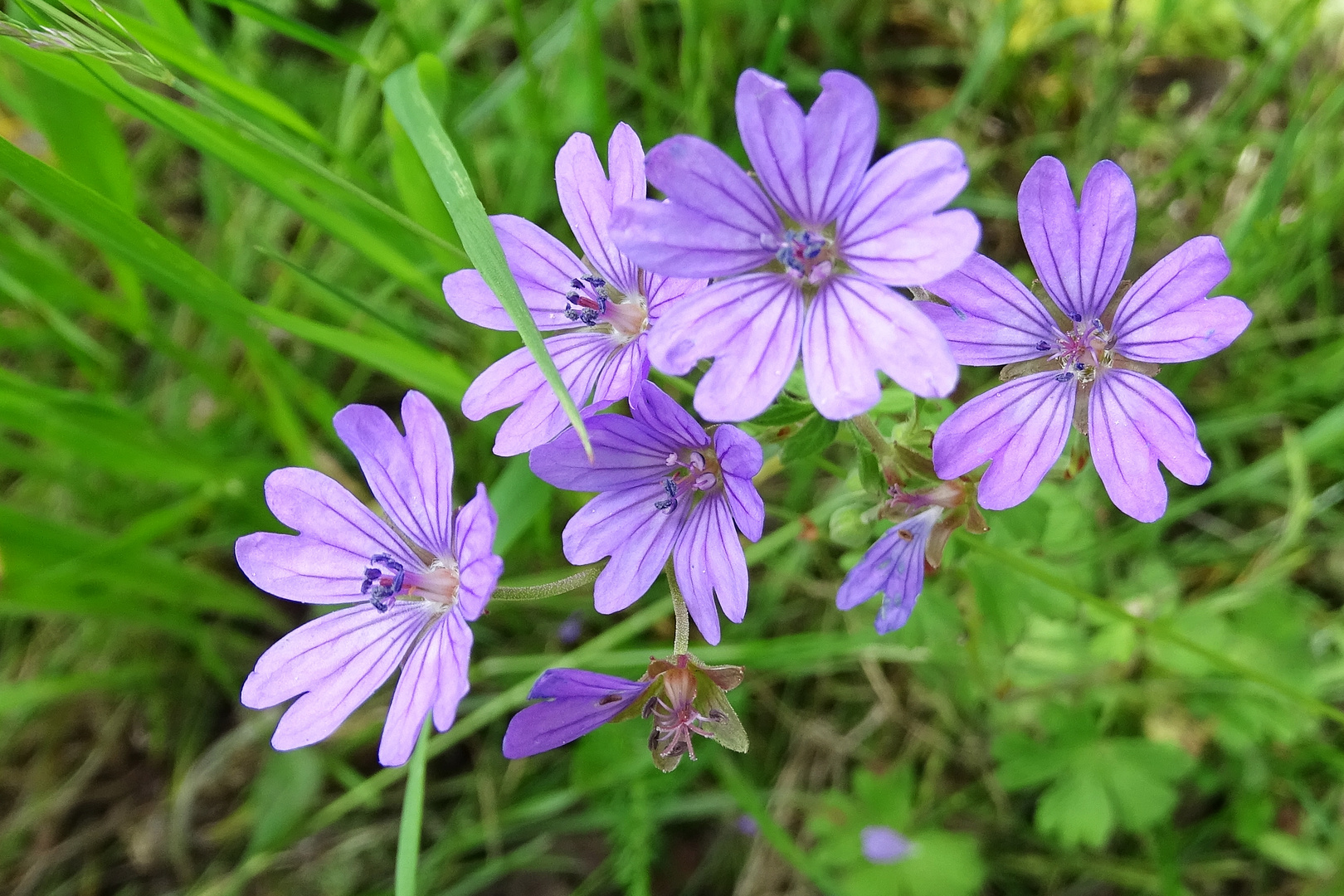 Sonntagsblümchen